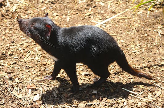 Nordean Joustoluotto Laskuri: Ohjeet Ja Laskurin Käyttö