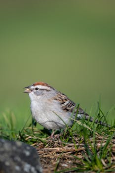 Euribor 12 Kk Vaikutus Lainaan: Miten Viitekorko Vaikuttaa Lainanhakuprosessiin
