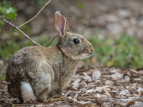 Paljon Saa Asuntolainaa Yksin: Opas Lainarajoihin Ja Mahdollisuuksiin