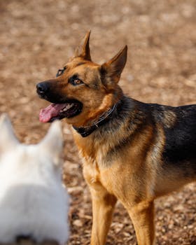 Joustoluotto Yritykselle:käytännöt, Edut Ja Hakeminen