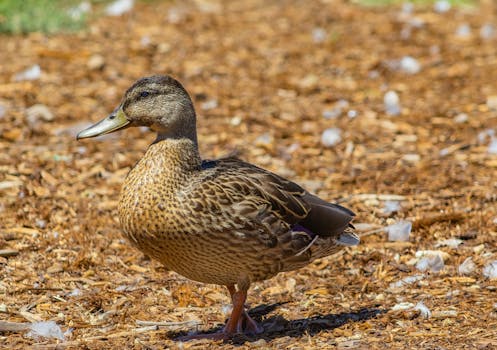 Auton Rahoituksella Ilman Käsirahaa: Mahdollisuudet Ja Vinkit