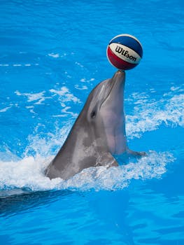 Ruletti Järjestelmä: Strategiat Ja Vinkit Netissä Pelaamiseen