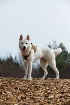 Joustoluotto OP: How To Access And Manage Your Overdraft Limit