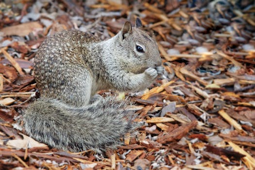 Asp Laina Vuokraus: Oppaat, Säännöt Ja Vinkit