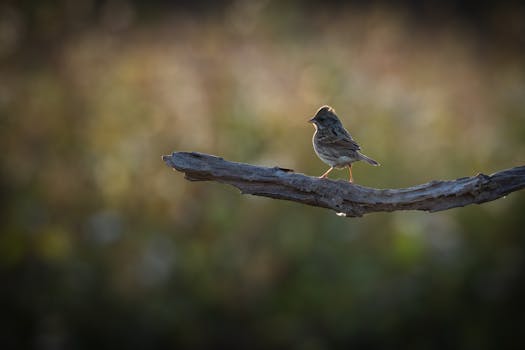 Vakuudeton Lainan Korko: Mitä Sinun Tulee Tietää