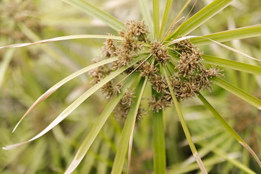 Laina Laskin: Opas Lainalaskimen Käyttöön Ja Vertailuun