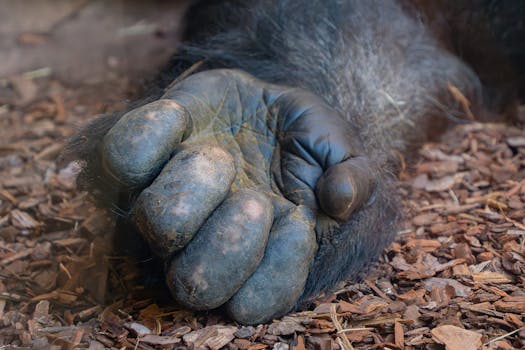 Kokemuksia Handelsbanken Asuntolainasta: Arviot Ja Lainaehdot